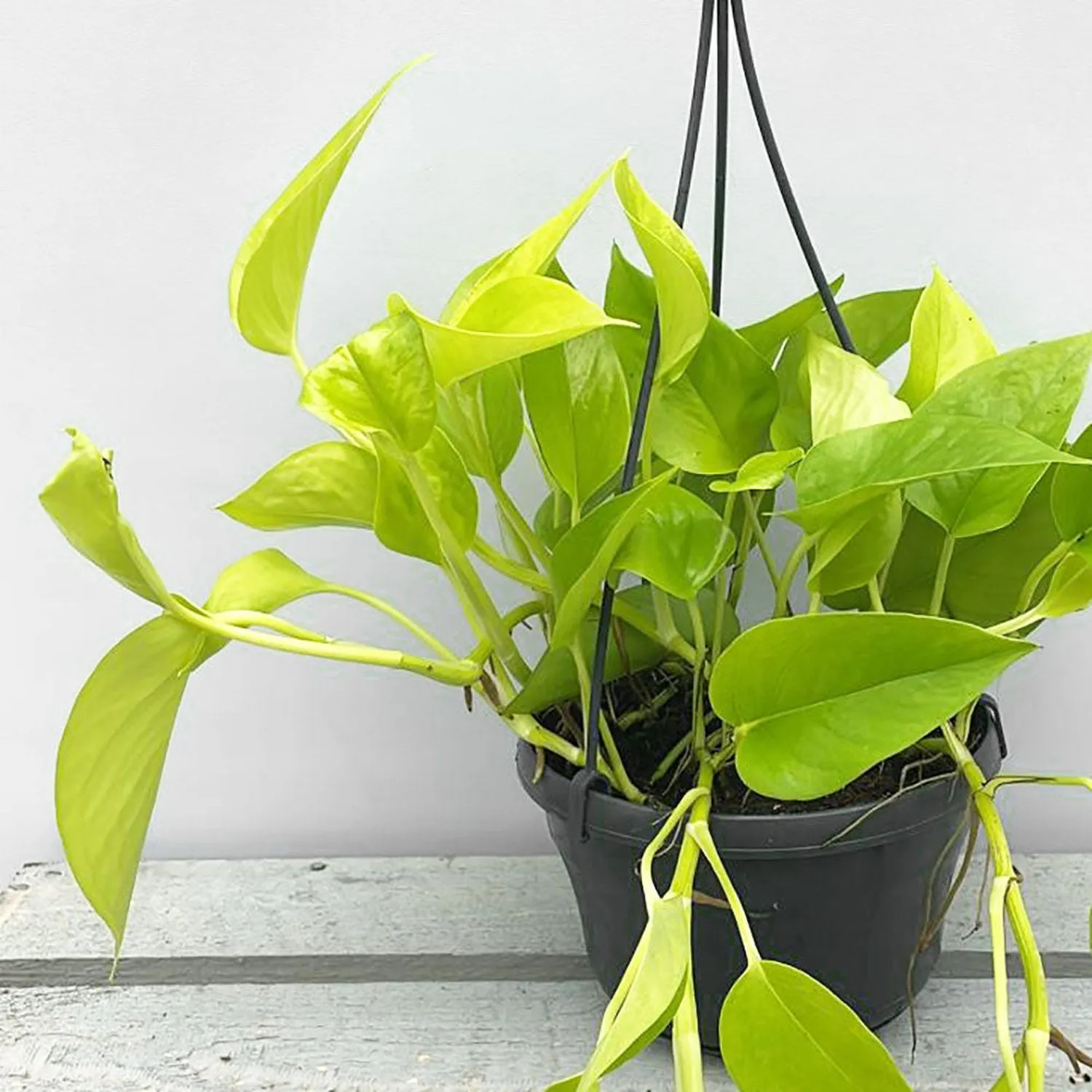 20 - 30cm Golden Pothos Epipremnum in Hanging 15cm Pot